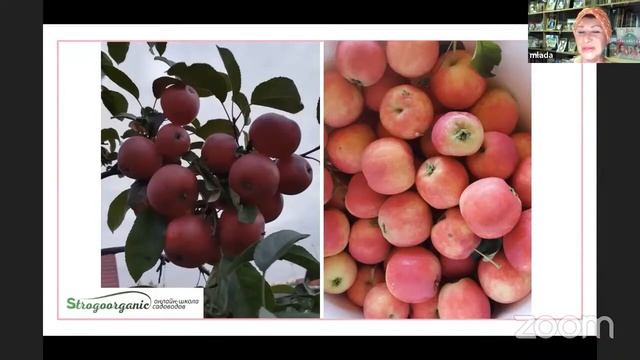 Как накормить семью из 15 человек с одной сотки в Новосибирске после 10 лет неудач #strogoorganic смотреть онлайн