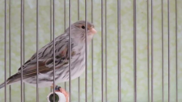 Агат красный мозаик смотреть онлайн