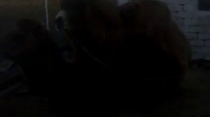 Спаривание верблюдов