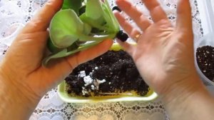 Как спасти фиалку при загнивании корней.Последствия неправильного полива. Восстановление фиалки.