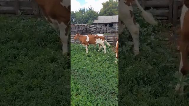 Бычки айрширы домашние смотреть онлайн