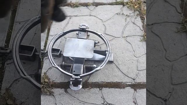 Гуманный ногозахват Тайга - Магнум "КРАБ". С заботой о животных! смотреть онлайн