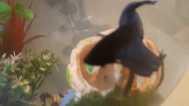 Чем надо кормить рыбку? Какие декорации надо покупать? Сколько живут петушки? смотреть онлайн