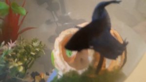 Чем надо кормить рыбку? Какие декорации надо покупать? Сколько живут петушки?