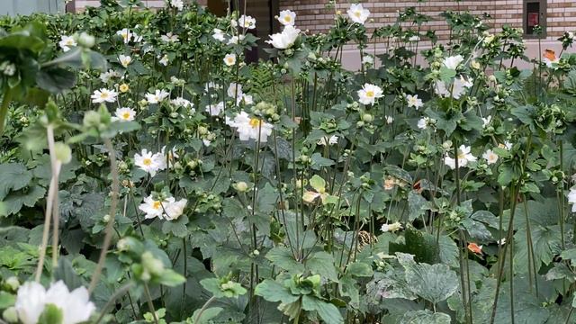 Anemone Honorine Jobert