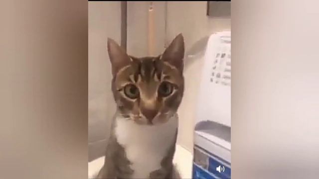 Моя подборка прикольных и смешных видосиков смотреть онлайн