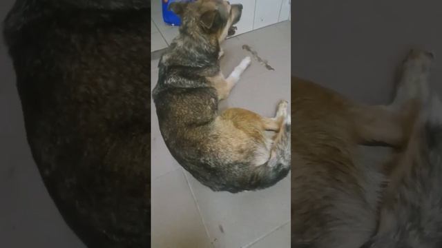 Шарик пока не встает. смотреть онлайн