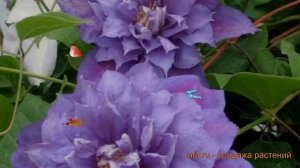 Клематис крупноцветковый Бьюти оф Ворчестер ? обзор: как сажать, саженцы клематиса
