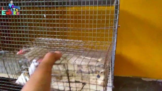 font java bird information смотреть онлайн