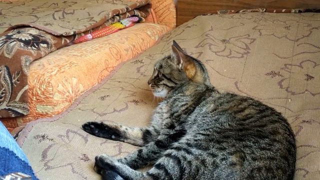 Кошечка моется :)) смотреть онлайн