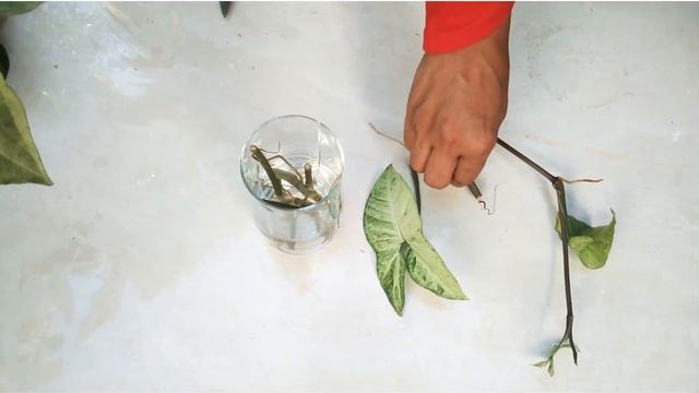 Syngonium Varieties|| Syngonium Wendlandii || Syngonium Care & Propogation|| Syngonium Malayalam ||