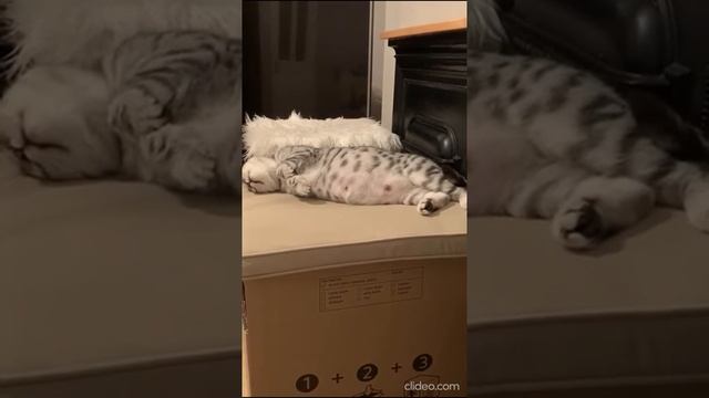 у кошки 67 дней беременности смотреть онлайн