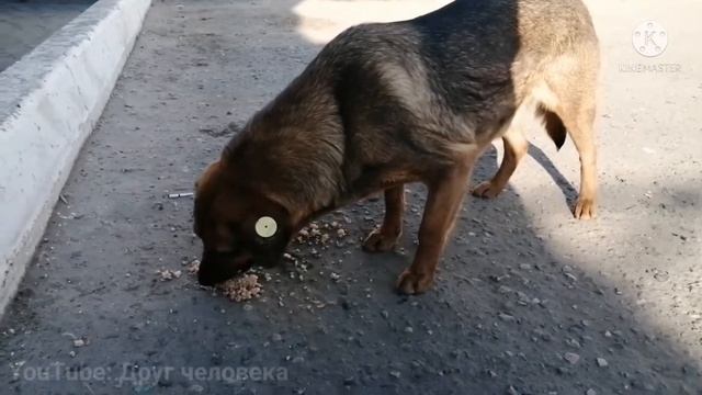 |Встретила очень много бездомышей?. Открываю сбор на корм кошечкам| смотреть онлайн