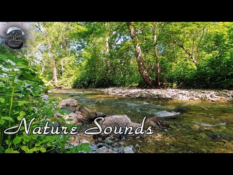 Шум лесной реки, щебет птиц / Звуки леса для отдыха, медитации, сна, снятия стресса смотреть онлайн