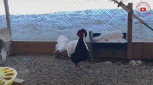 Фазаны.Серебряный фазан. лпх птицевод подсобное хозяйство  инкубационное яйцо