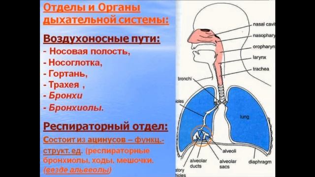 Гаряев успел не всё. Дыхательная система по Гаряеву. Инструкция к медитации исцеления. смотреть онлайн