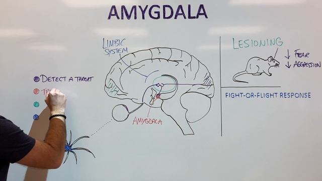 The Amygdala and Fear Conditioning смотреть онлайн