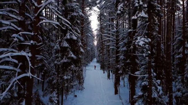 Forest, лес ясно Янино dji mini 2 смотреть онлайн