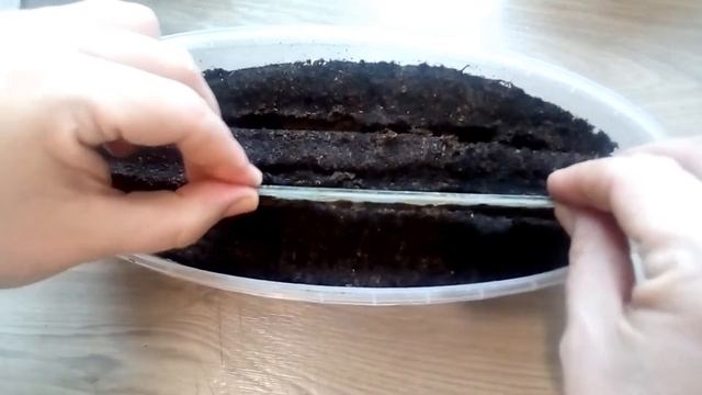 Черника форте (Санберри) посев смотреть онлайн