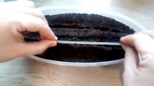 Черника форте (Санберри) посев