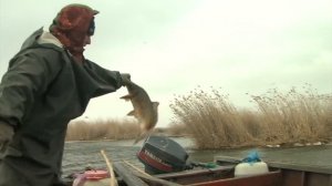 Дагестан. Каспийские рыбаки. Рыбный промысел.