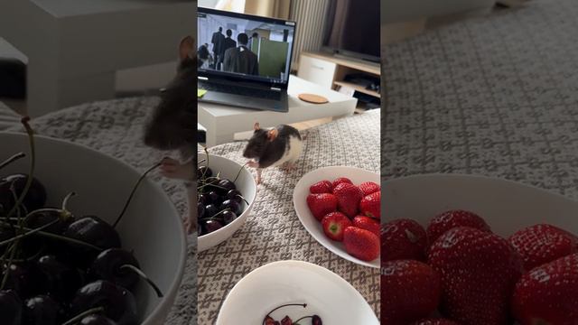 Как-то это по крысиному смотреть онлайн