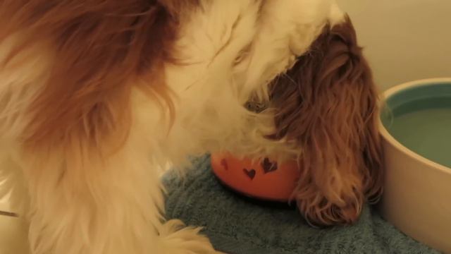 Опять Влог?!! жарим стейки!!!🥩🥩