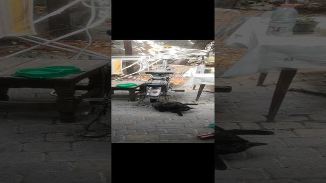 Карлушке где то Бог послал кусочек.mp4