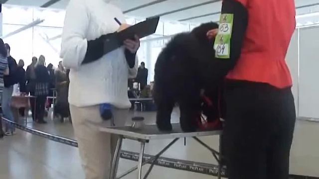 ИСТИННЫЙ КАВАЛЕР НОРЦЕС смотреть онлайн