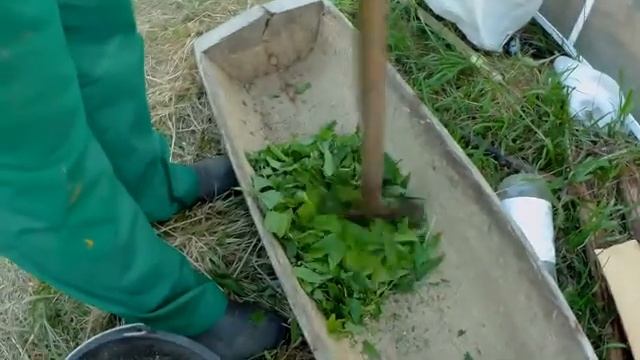 Раздельное питание поросят. Поросята грызут уши друг друга. // Вьетнамские свиньи смотреть онлайн