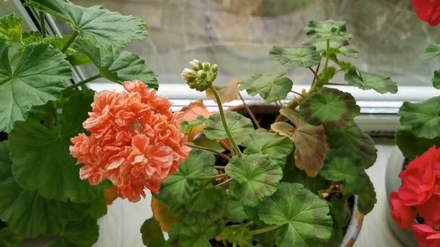 Зимовка колеусов и мой домашний цветник смотреть онлайн