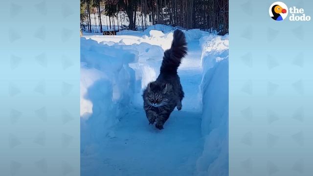Fluffy Cat Runs As Fast As A Cheetah And Beats Her Dad In Every Race | The Dodo Cat Crazy смотреть онлайн