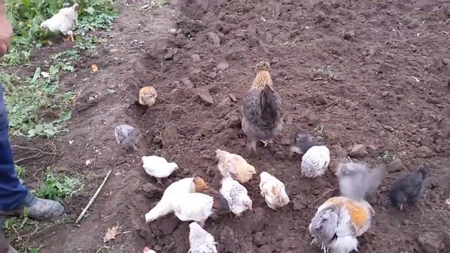 Маленькие цыплята ищут червей