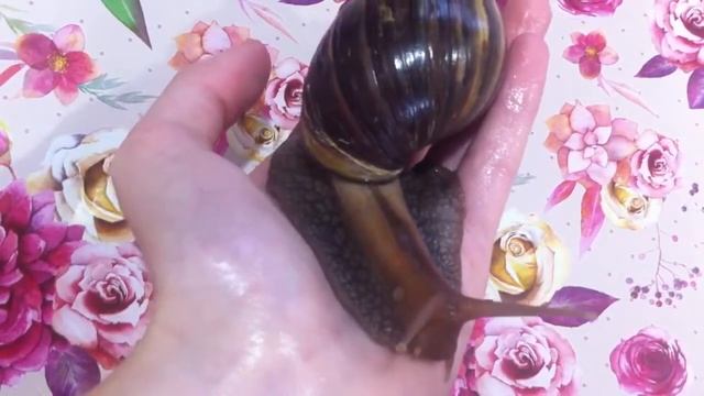 Строение улитки Ахатина Фулика Achatina Fulica смотреть онлайн