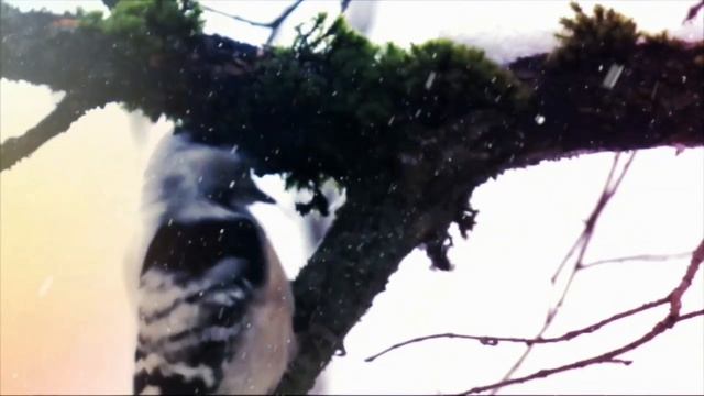 Дятел. Красивые помощники. #дятел#shorts #птицы смотреть онлайн