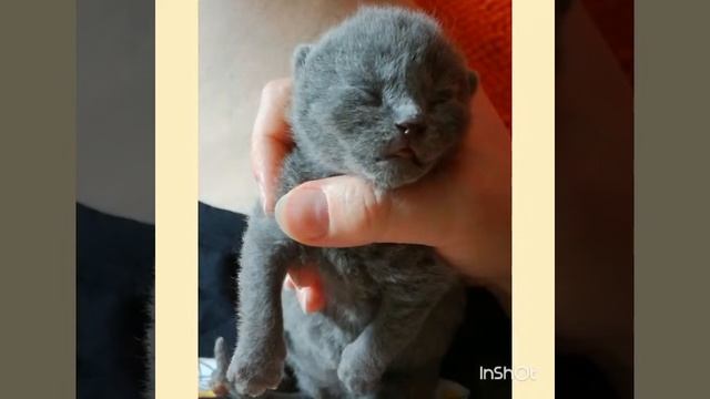 Колыбельная котенку смотреть онлайн