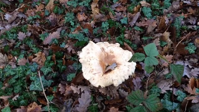 Mushroom Hunting in Secret London Location смотреть онлайн