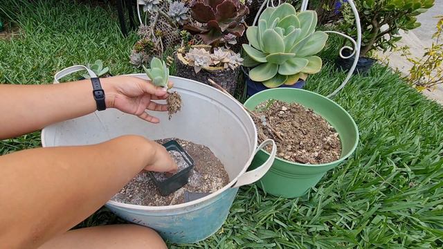 TRANSPLANTE ECHEVERIAS REPRODUCIDAS POR VARA FLORAL смотреть онлайн