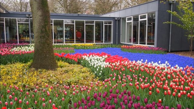 Александр Суханов. Песни "Как незаметно" и "Мой кругозор". Видеоряд Кёкенхоф(Keukenhof) смотреть онлайн