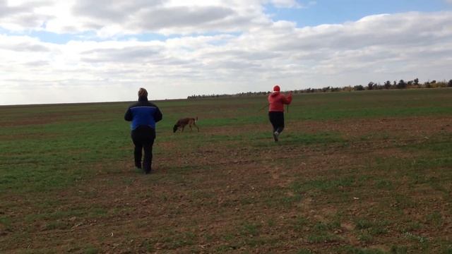 Чемпионат Волгоградской области по IPO-1. смотреть онлайн