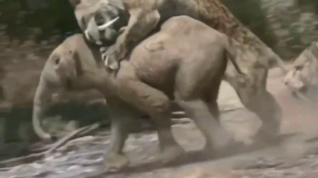 Smilodon vs Mammoth смотреть онлайн
