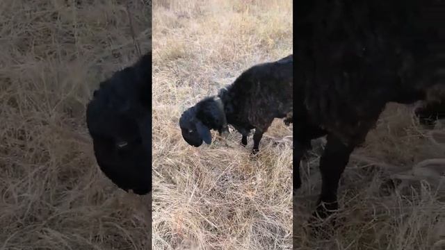 Баран. Курдюк. Село. Деревня. Сельская жизнь. Хорошо летом в деревне. Животные. Бараны смотреть онлайн