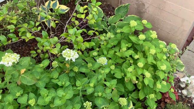 Watch this before you buy a pampas grass-I finally removed the pampas grass from garden смотреть онлайн