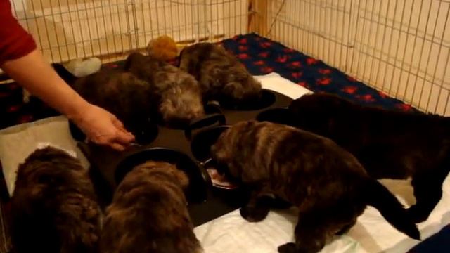 Russian Bouvier des Flandres -kennel "Family Flight" смотреть онлайн