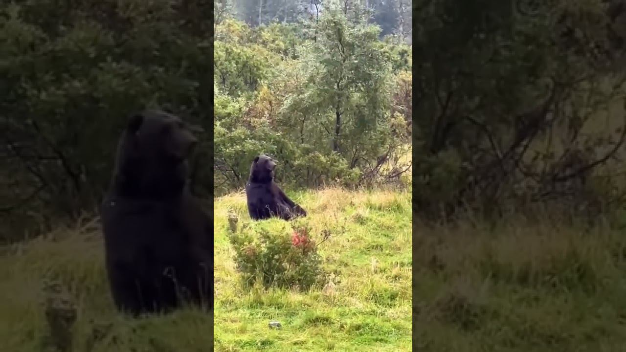 10.10.22 Погода Лазаревское #shorts #погодалазаревское #погодасегодня #сочиосень #отдыхвсочи смотреть онлайн