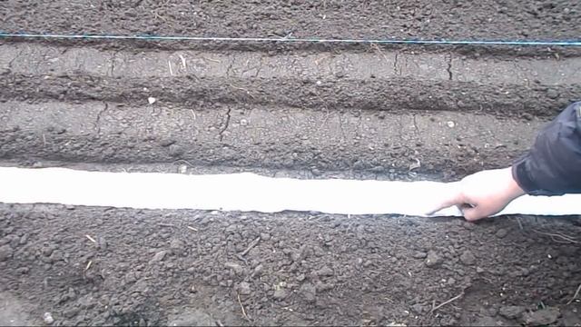 Технология посадки семян на бумажной ленте, в открытый грунт. Лента "набрана" своими руками !!! смотреть онлайн