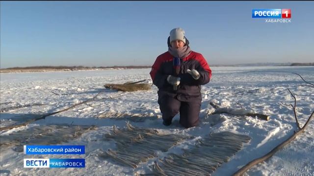 Полезная и вкусная: рестораторы намерены сделать миногу кулинарным брендом Хабаровского края смотреть онлайн
