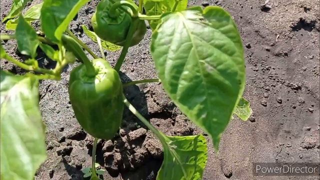 Мои повседневные дела/Чем некогда заниматься смотреть онлайн