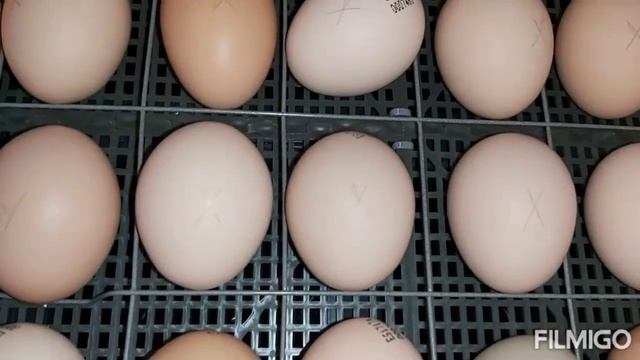 Часть 2. Автоповорот в инкубаторе. Как не потерять яйца