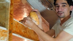 ЗМЕИНЫЙ СЕКАС! Ура! Долгожданное спаривание питонов Purple GC с GC